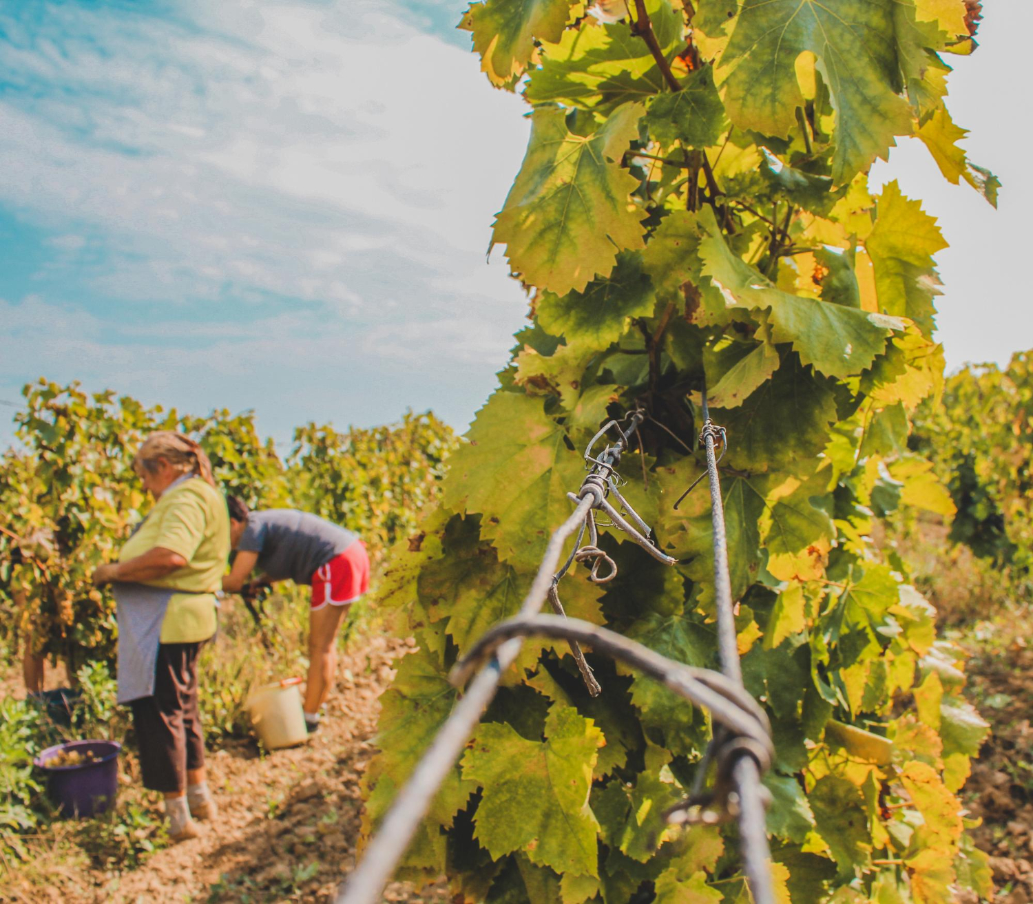 Geologische und klimatische Gegebenheiten für den perfekten Weinanbau in der Pfalz