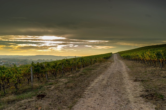 Wandern in der Pfalz