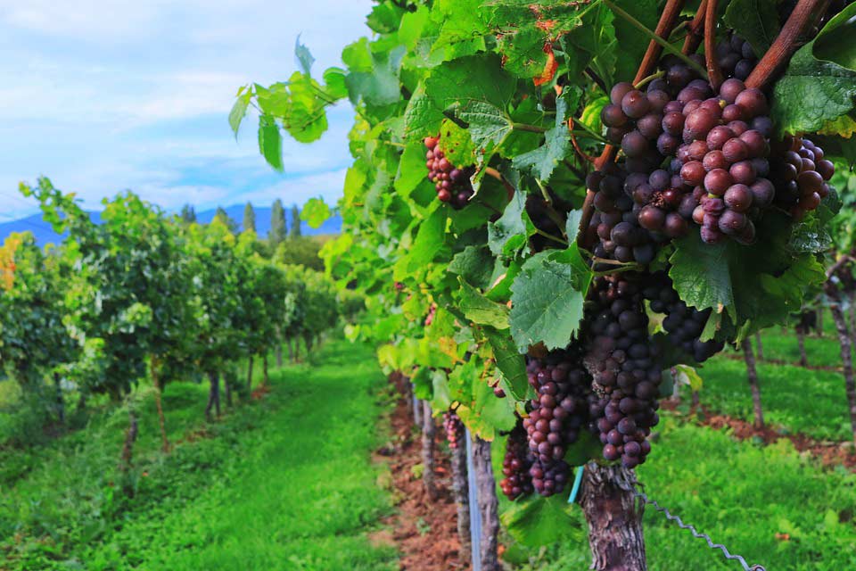 Weinberge in der Pfalz